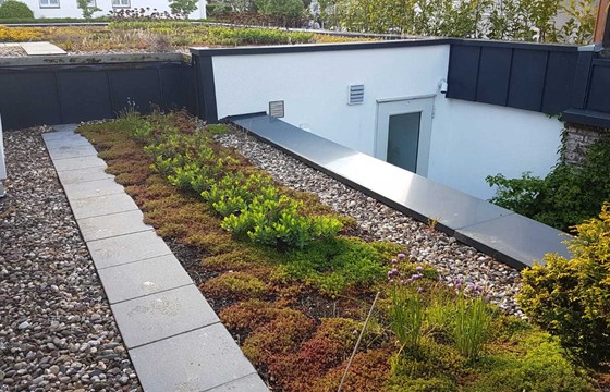 Dachbegrünung